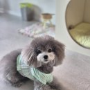 펫토이동물병원 | 보험 없이 지내던 토이푸들 5세 루나, 결국 마이브라운 펫보험 가입했어요!