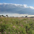 금강나루터식당 | 부여 구드래나루터 선착장 가격 예약 타는 곳 시간 코스모스 여행코스 추천