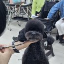 김포에이스애견미용학원