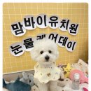 서면애견미용 맘바이 강아지 미용실 이미지