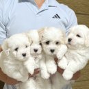 꼬똥몽드 이미지