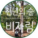 비자림의 아침 이미지