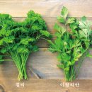 파슬리 이미지