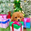 완산-147 | 눈맞춤 교감 포인트 따뜻한 상담 만족도 높은 미니퍼피 가정견사 전주직영점