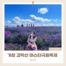 감악산비 | 거창 별바람언덕 감악산아스타국화축제 기간,주차장,실시간 애견동반후기