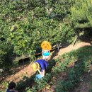 녹수와청산의집