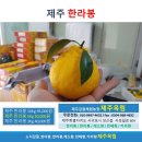 (제주옥림) 제주 한라봉 3Kg , 5Kg, 10kg 팝니다. 이미지