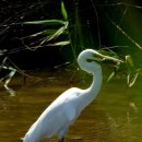 호곡리의 중대백로(Great Egret) 이미지