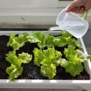 인산농장 | 닥터조뉴트리버블그로잉버블블루밍버블 사용이간편한 화초영양제 후기