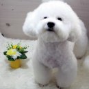 비비펫미용 이미지