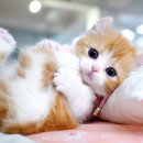 서울고양이분양 묘연 이미지