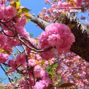 호수공원8 호수소풍숲, 푸른들판 사이 | 4월 국내 여행 1박2일 여행지 추천 엄선픽5