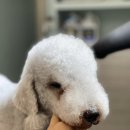 봉이네 애견미용 이미지