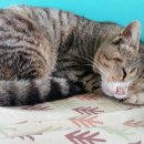 분홍염소 이미지