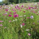 홍삼스파참숯가마사우나 이미지