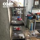 매일동물병원 네이버블로그