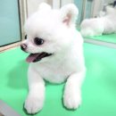 예쁜 애견 미용 네이버블로그
