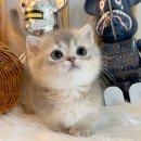 오즈메디칼 이미지