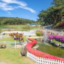 솔푸른향기애견 이미지