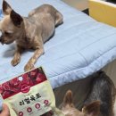 연어홀릭 | 후코홀릭 리얼육포 기호성 좋은 강아지간식추천 후기