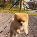 베베멍 강아지고양이분양 시흥본점 이미지