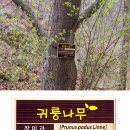 군내조경 이미지