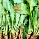 소율농장 이미지