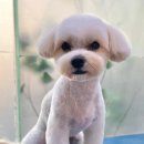 이다애견미용실 이미지