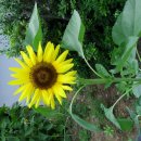 낙서면사무소 이미지