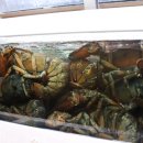 뉴욕바닷가재 이미지