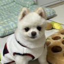 331멍발소 이미지