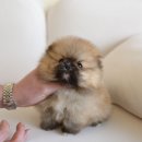 퍼피애견샵 | [광명강아지분양 후기]홍스퍼피 인천 애견샵 실제 방문 리얼 후기