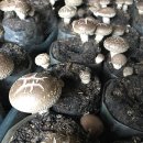 능금농장 이미지