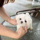 제나펫