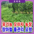 삼복농장 | 유기농 오미자농장 장마철 풀관리 요령