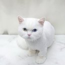 원사랑미용실 네이버블로그