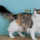 Gaudeas Cattery 이미지