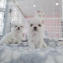 화이트 독 이미지