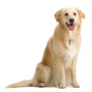 착한강아지 이미지