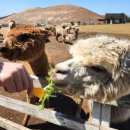프렌즈 | 제주도 애월 여행 새별프렌즈 제주 할인 내돈내산 후기