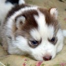 허숙희네 이미지