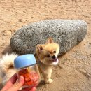 트레이닝타임 | 강아지 훈련용 간식 추천 : 펫푸드궁 트레이닝타임 혼합, 소고기 후기