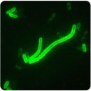 생명과학의 안전성 Safety in the Life Sciences 이미지