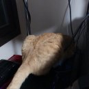 망고컴퓨터 네이버블로그