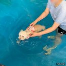 [경기도 연천] 소형견이 다녀온 랩도그빌 (수영장 후기)