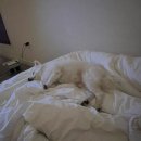 스테이독채 펜션 민박 | 영흥도 스테이독채펜션 (STAY DOG:채) 애견펜션 후기, 영흥도 여행기록