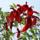 에리트리나 크리스타 갈리(Erythrina crista-galli) 이미지