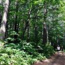 나리 신령수 이미지