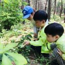 솔바람 유아숲체험원 이미지