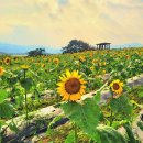 8월26일부터 9월12일까지 '강주 해바라기 축제' 열려 이미지